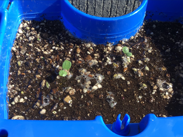 IMG_0223 (2) IMG_0223 (2)